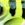 0001_Spro_Fat_Iris_60_[Hot_Perch].jpg